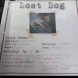 lost male dog unknown