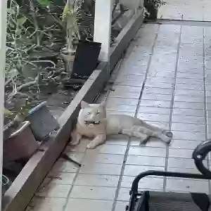 lost male cat cali
