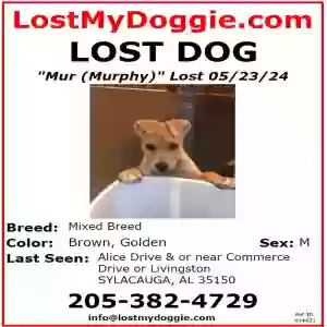 lost male dog murphy (murr)