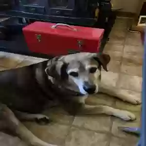 lost male dog jugs
