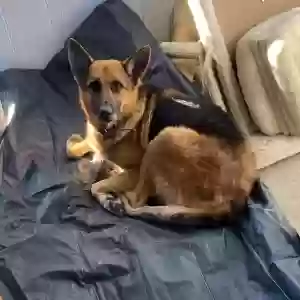 lost female dog luna