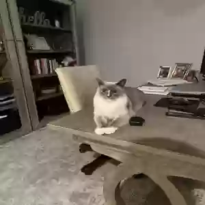 lost female cat tara