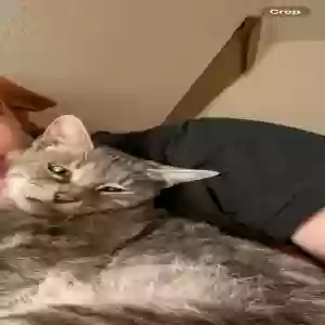 lost female cat bunny