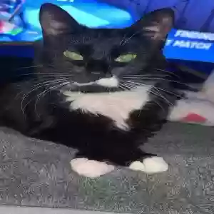 lost female cat nyla