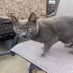 lost male cat doctor