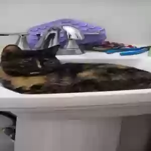 lost female cat luna