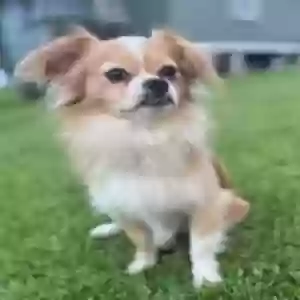 lost male dog unknown
