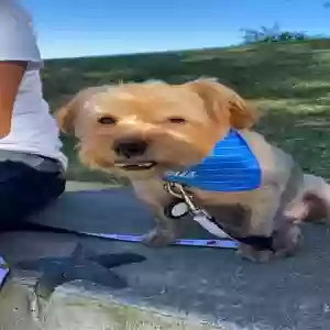 lost male dog jack
