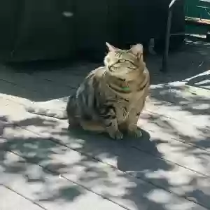 lost female cat nadine “deenie”