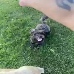 lost female dog unknown