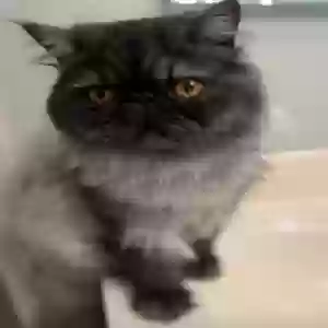 lost male cat melvin