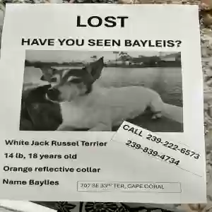 lost female dog baillie