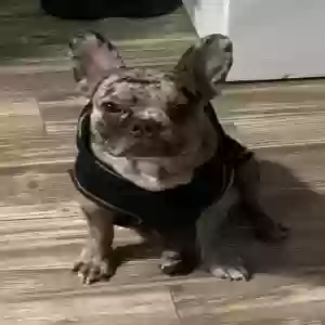 lost male dog duece