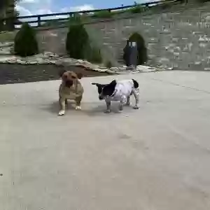 found female dog unknown