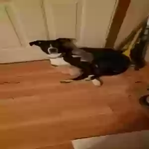 lost female dog orea