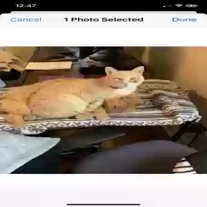 lost female cat kirby