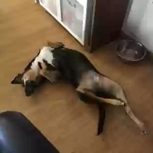 lost female dog lola