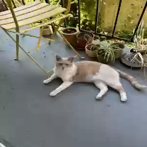 lost female cat gwen