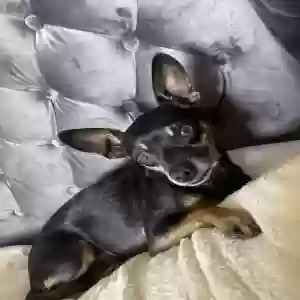 lost male dog wheezy