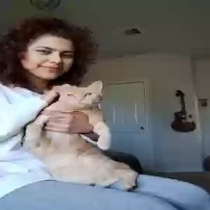 lost female cat honey