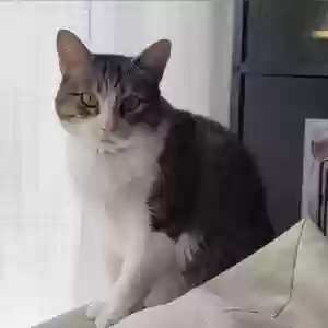 lost female cat paulina