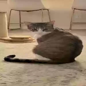 lost female cat unknown