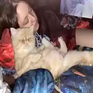 lost male cat nimbus