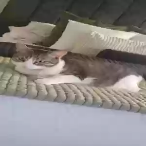 lost female cat paulina