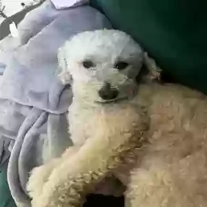 lost female dog erie