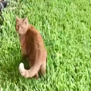 lost male cat hazel
