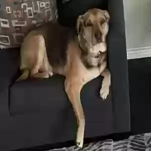 lost male dog dublin
