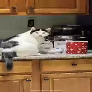 lost female cat zola