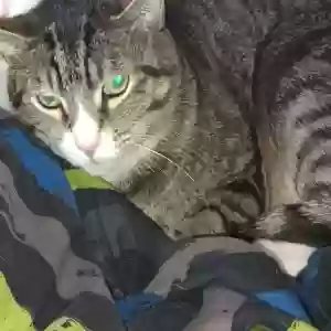 lost male cat hunter