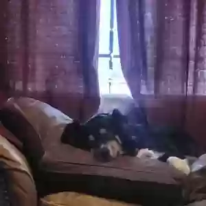 lost male dog ollie