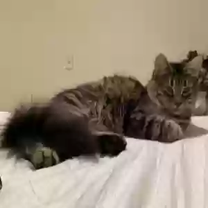lost female cat kitty