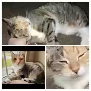 lost female cat dakota