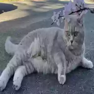 lost female cat harley