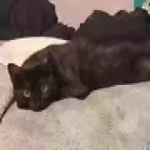 lost male cat goji