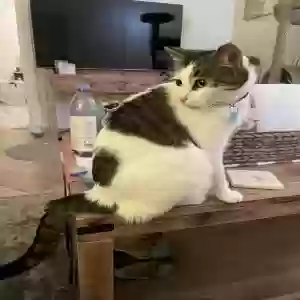 lost male cat neville