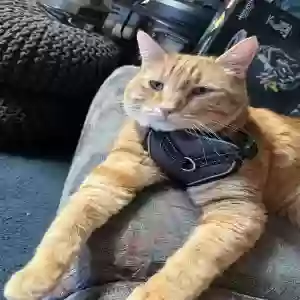 lost male cat aries