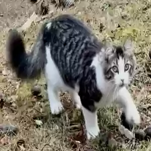 lost male cat rocklin