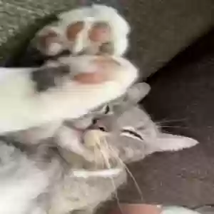 lost female cat kitty