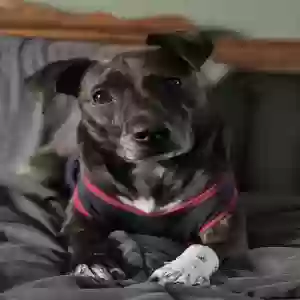 lost female dog athena