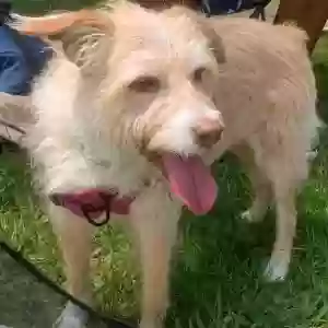 lost female dog sandy