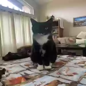 lost male cat napoleon