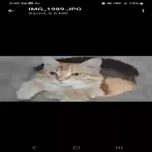 lost male cat redford