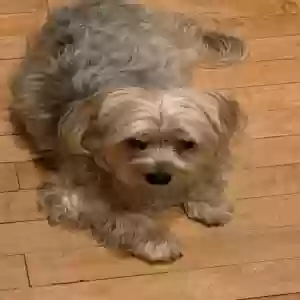 lost female dog bella