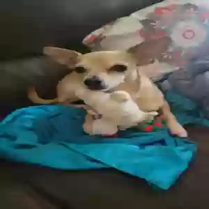 lost male dog unknown