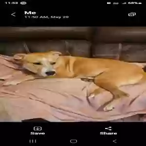 lost female dog missy