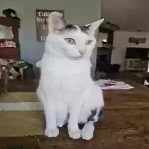 lost female cat charlie